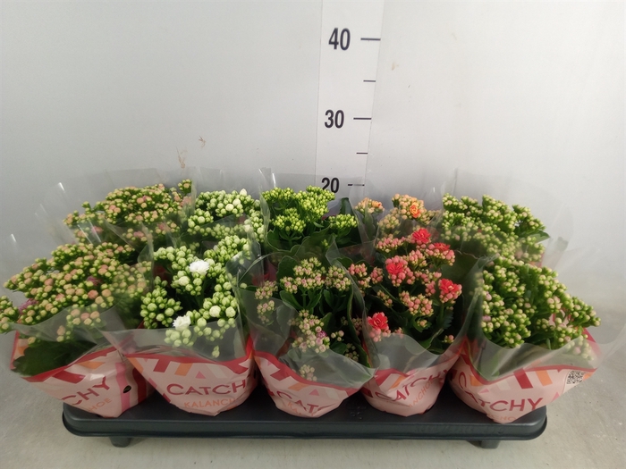 <h4>Kalanchoe blos.   ..rosebud mix  5</h4>