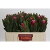 Protea Brenda