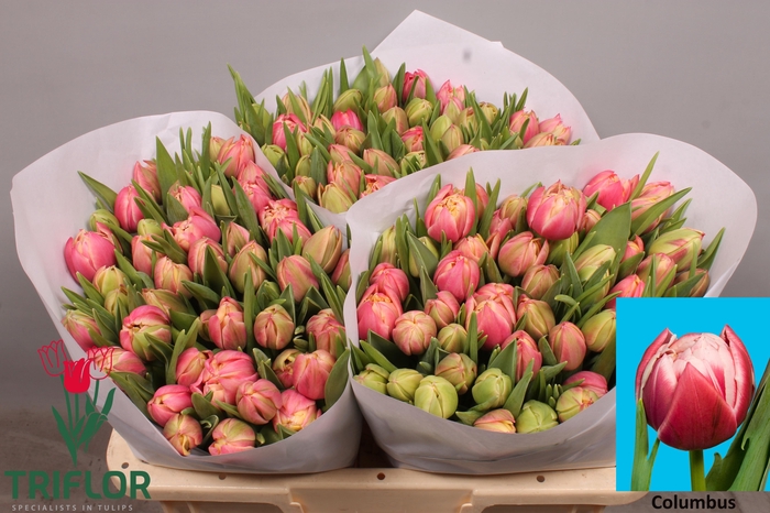 <h4>TU DU COLUMBUS</h4>