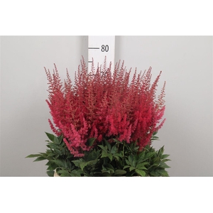 Astil Ar Paul Gaarde