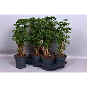 Poly Roble