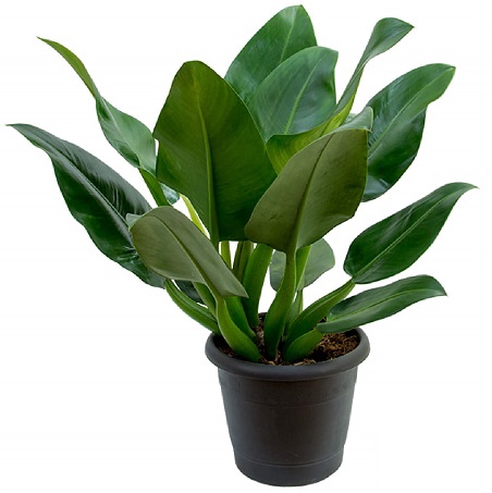 <h4>PHILODENDRON PACOVA P24</h4>