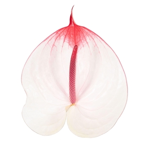Anthurium andr. 'Cumbia'
