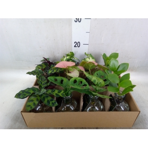 Planten  ..mix