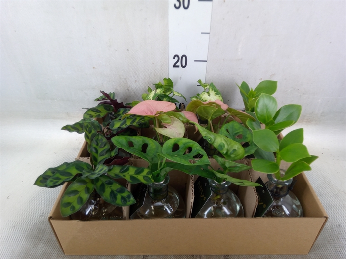 <h4>Planten  ..mix</h4>
