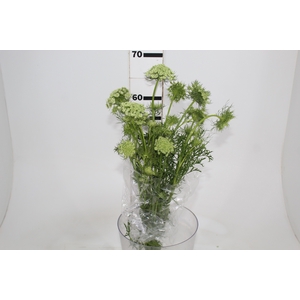 FLOR DE CENOURA BRANCO