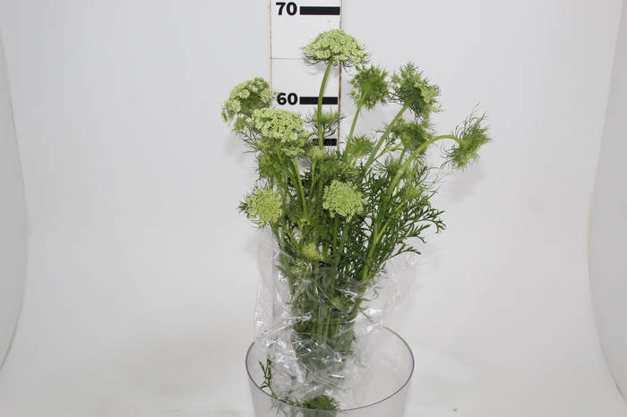 <h4>FLOR DE CENOURA BRANCO</h4>