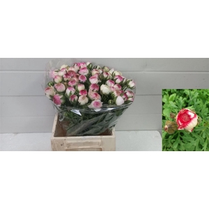 Ran El White Sfumato