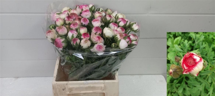 <h4>Ran El White Sfumato</h4>