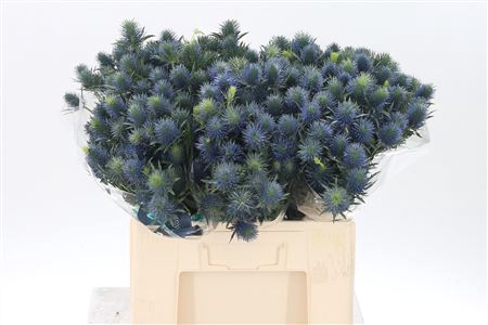 <h4>Eryngium Supernova Qstar</h4>