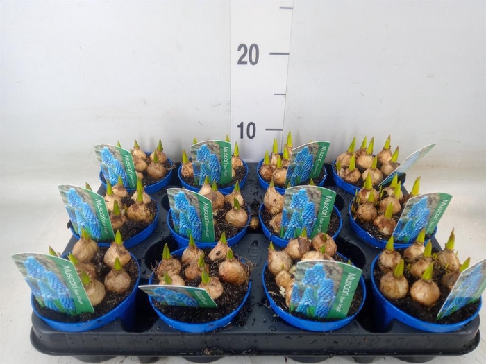 <h4>Muscari  'Magic Blue'</h4>