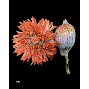 Chr G Antonov Vulcano