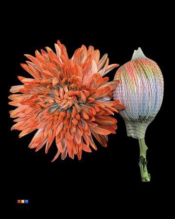 Chr G Antonov Vulcano