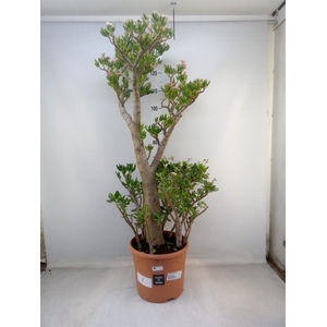 Crassula ovata 'Hobbit'