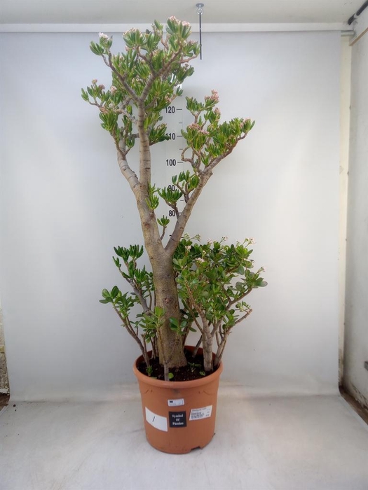 <h4>Crassula ovata 'Hobbit'</h4>