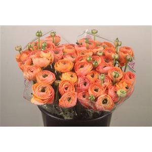 Ran.. Su Honey Salmon Extra