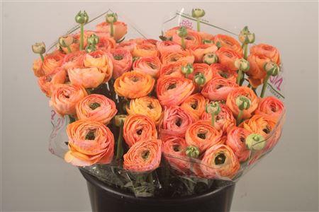 Ran.. Su Honey Salmon Extra