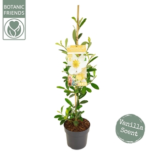 Magnolia 'Vanilla Pearls' ® Piramide