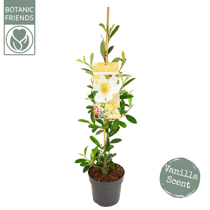 <h4>Magnolia 'Vanilla Pearls' ® Piramide</h4>