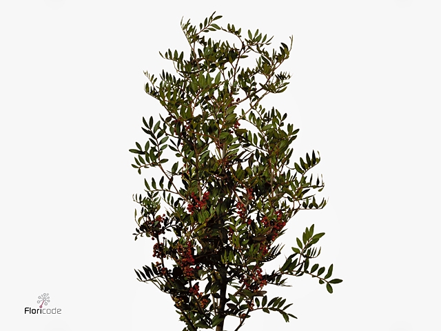 <h4>Pistacia Deense Kar</h4>