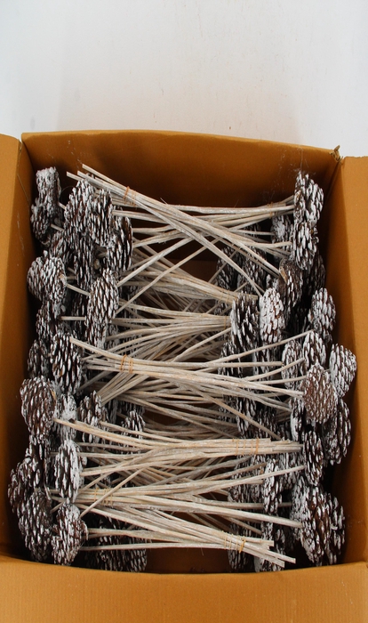 <h4>Stick Pine Cone White Tipped</h4>