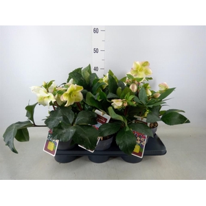 Helleborus   ...