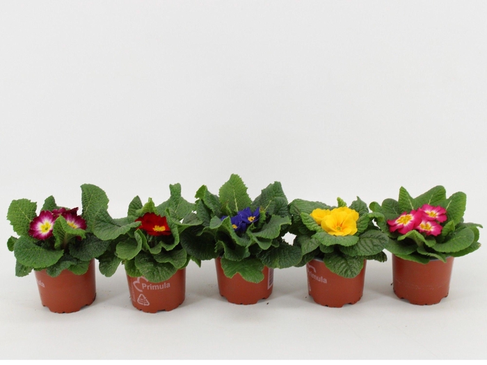 <h4>Primula Ac Gemengd</h4>