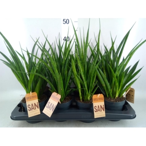 Sansevieria kirkii 'Friends'
