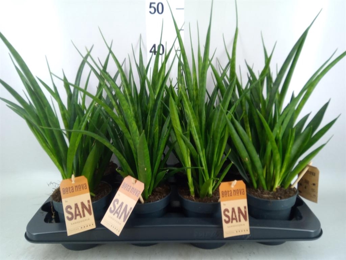 <h4>Sansevieria kirkii 'Friends'</h4>