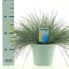 Festuca glauca Intense Blue®