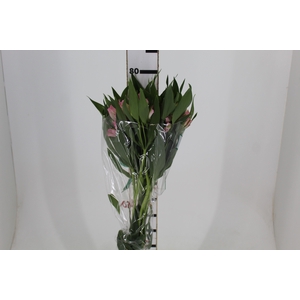 ALSTROEMERIA DUBAI 080 CM