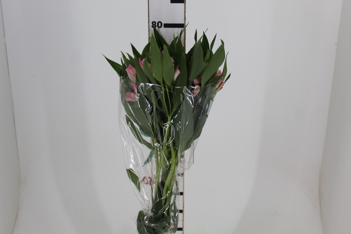 <h4>ALSTROEMERIA DUBAI 080 CM</h4>