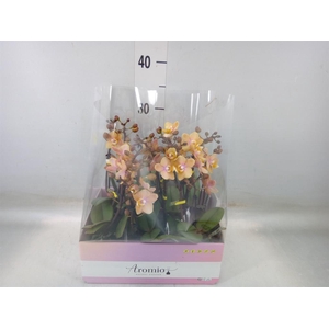 Phalaenopsis multi.   ...orange