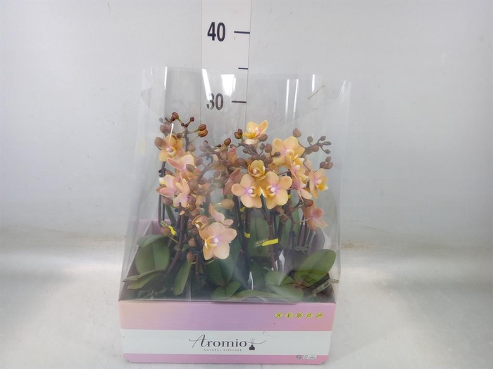 <h4>Phalaenopsis multi.   ...orange</h4>