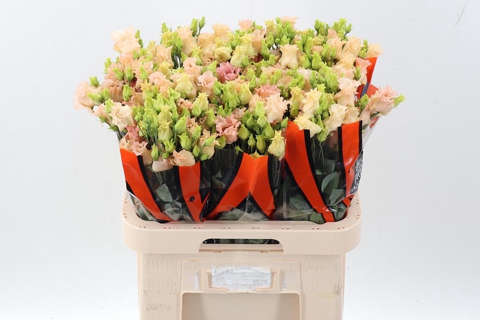 <h4>Eus E Falda Apricot</h4>