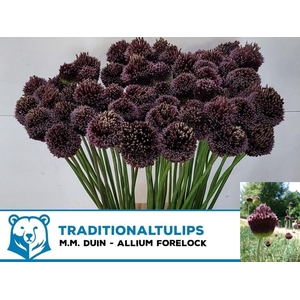 ALLIUM FORELOCK ALLIUM FORELOCK