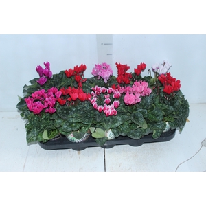 CYCLAMEN MINI P11