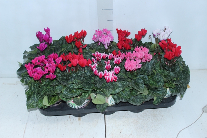 <h4>CYCLAMEN MINI P11</h4>
