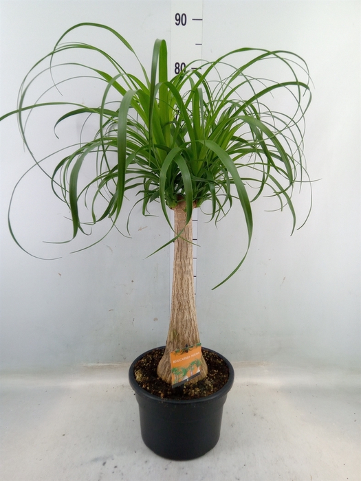 <h4>Beaucarnea recurvata</h4>