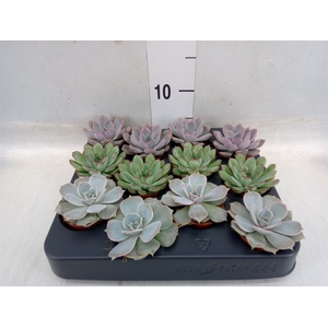 Echeveria   ...mix