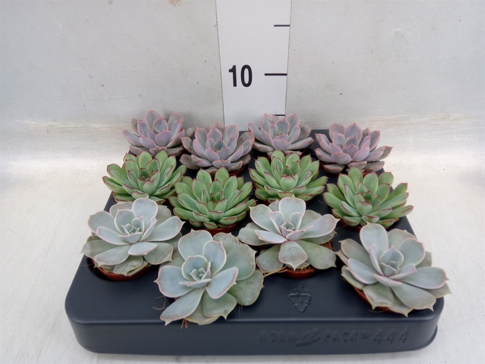 <h4>Echeveria   ...mix</h4>