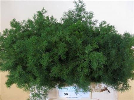 <h4>Asparagus umbellatus</h4>
