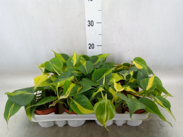 <h4>Philodendron scand. 'Brasil'</h4>