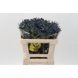 Eryn Mag Blue Lagoon