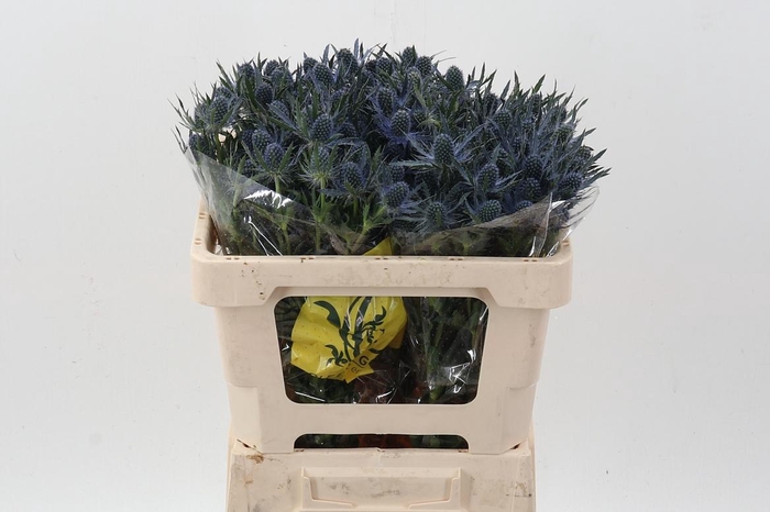 <h4>Eryn Mag Blue Lagoon</h4>