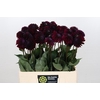 Dahlia Black Lars
