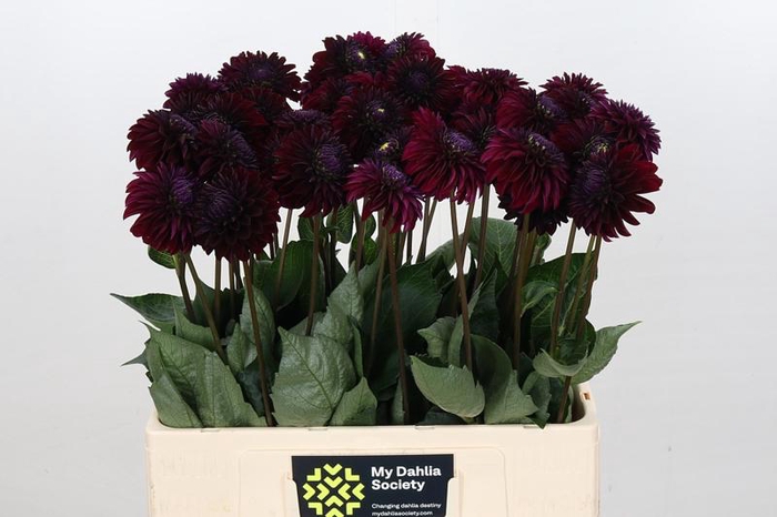 Dahlia Black Lars