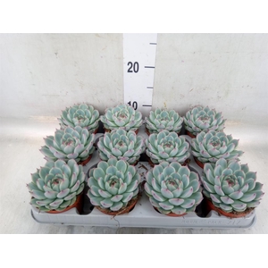 Echeveria   ...