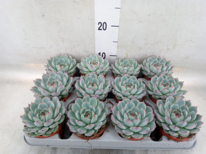 <h4>Echeveria   ...</h4>