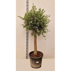 OLEA EUROPAEA